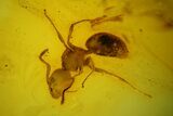 Two Detailed Fossil Ants (Formicidae) In Baltic Amber #128309-3